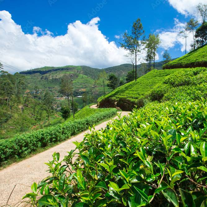 Exotic Darjeeling