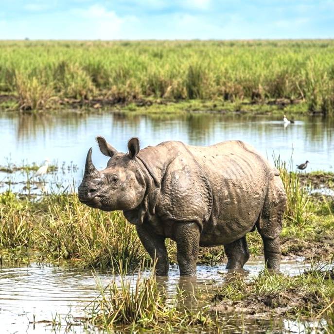 Explore Assam And Meghalaya